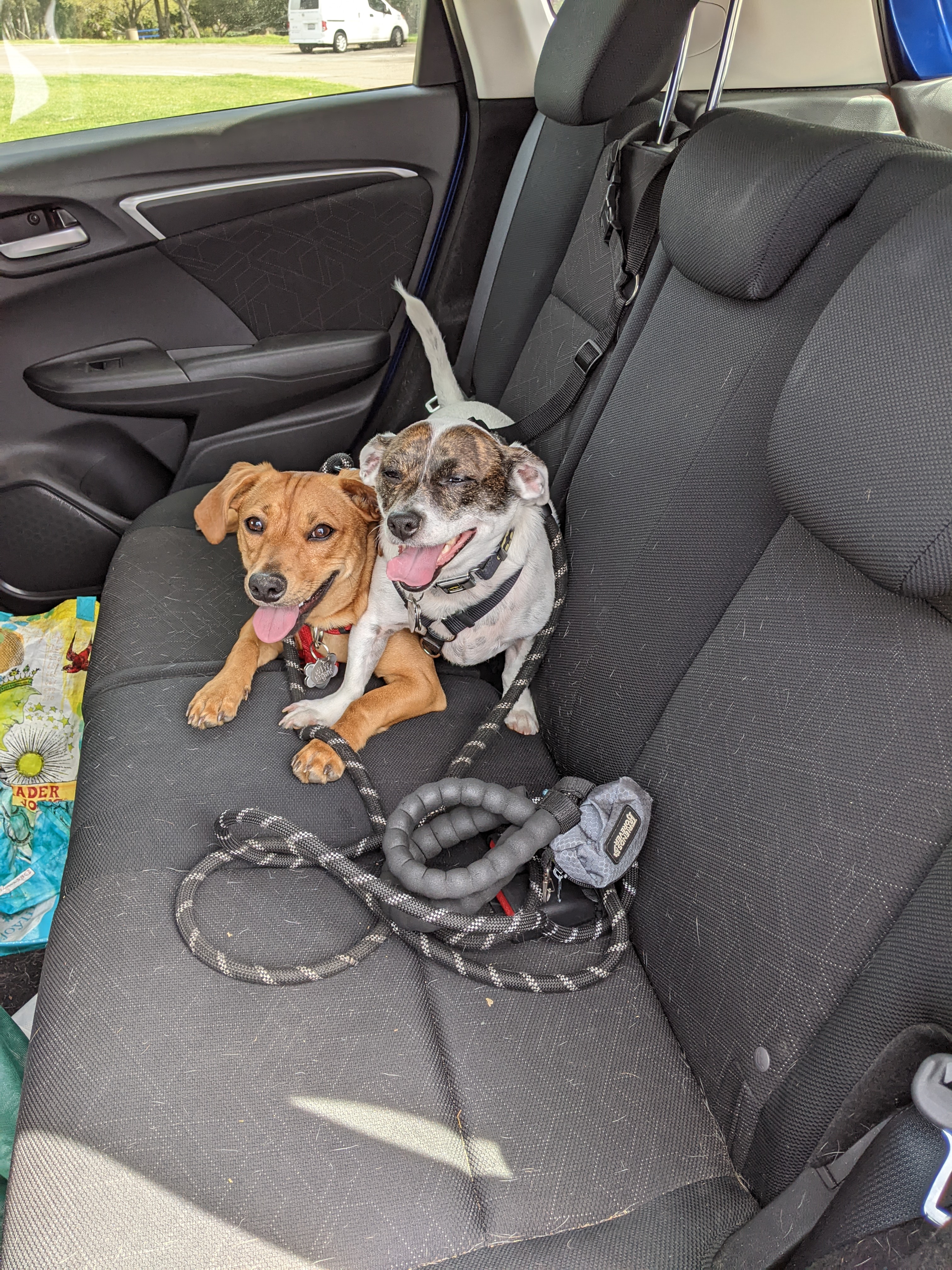 Two adorable puppies in the backseat of a car